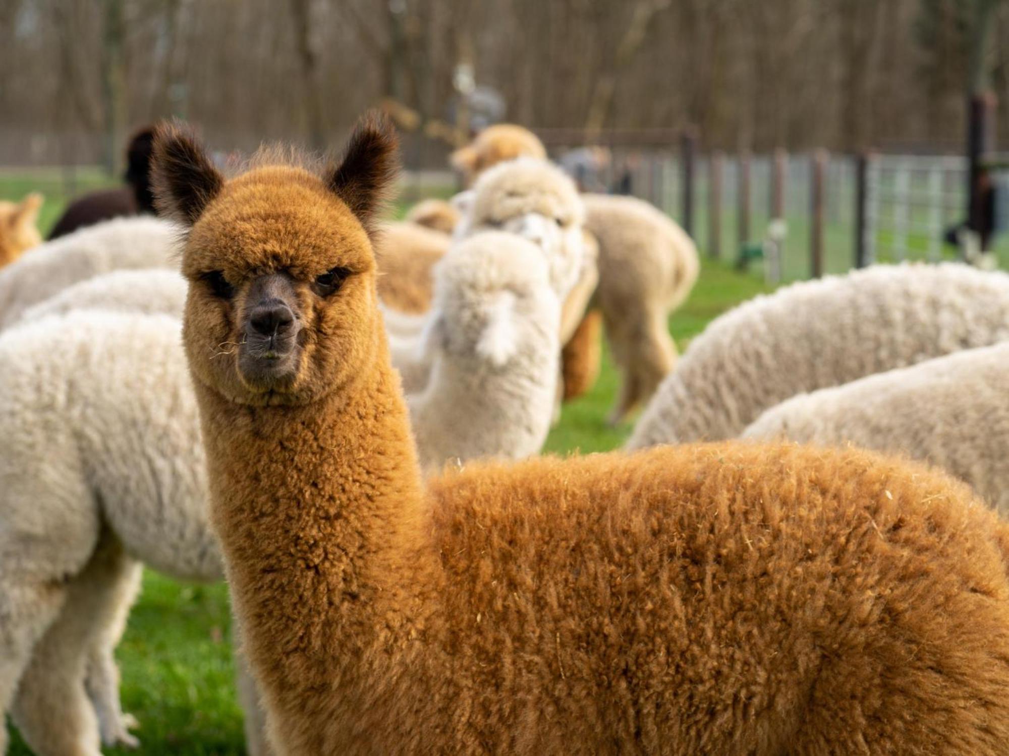 Alpacafarm Vorstenbosch Экстерьер фото