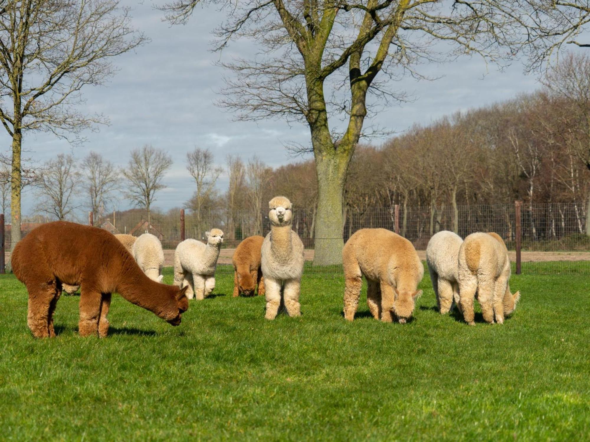 Alpacafarm Vorstenbosch Экстерьер фото