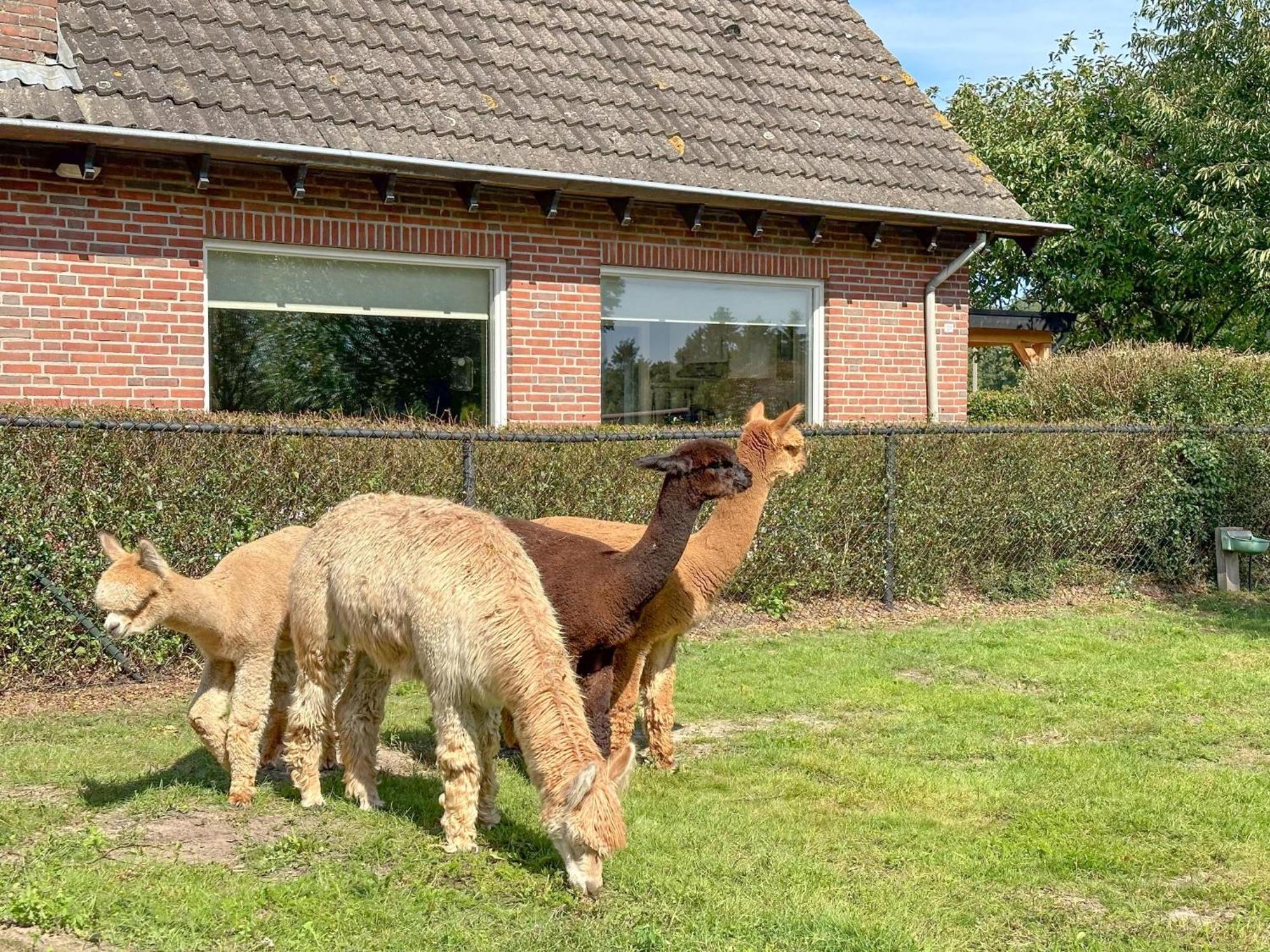Alpacafarm Vorstenbosch Экстерьер фото