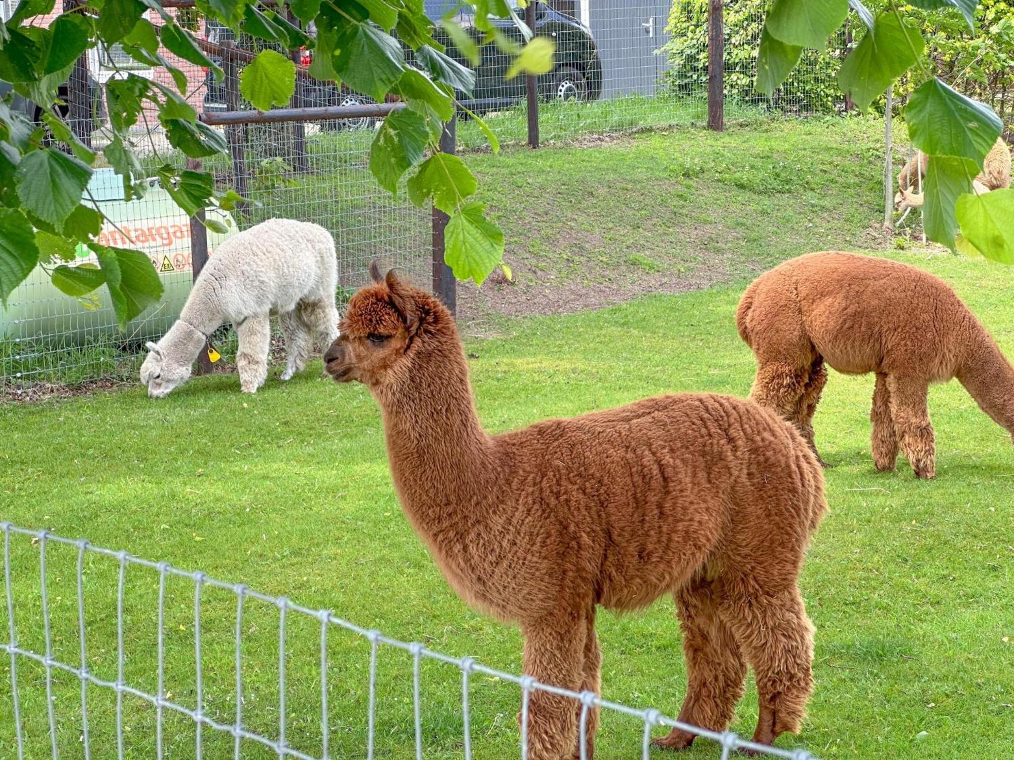 Alpacafarm Vorstenbosch Экстерьер фото
